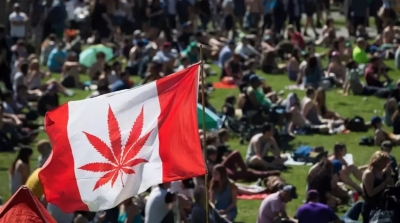 大麻合法化：美国科罗拉多州的悲剧告诉加拿大 这是作死之路！