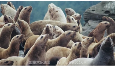 太萌了 众多海狮聚集BC省小镇海滩