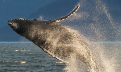 加拿大 BC 省沿岸座头鲸数量回升